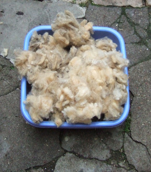 laine conservée