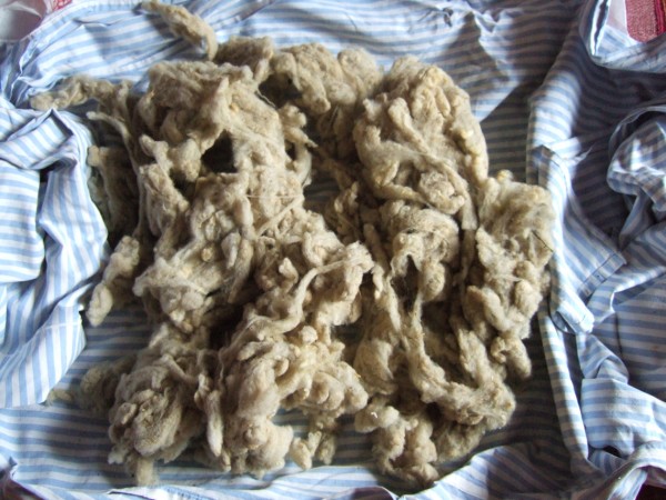 laine lavée sêchée