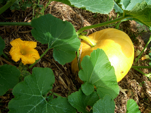 Courge3