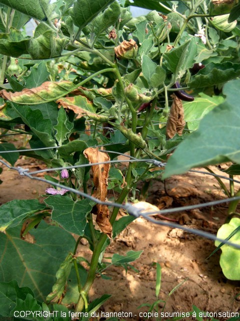 DSCF9825
