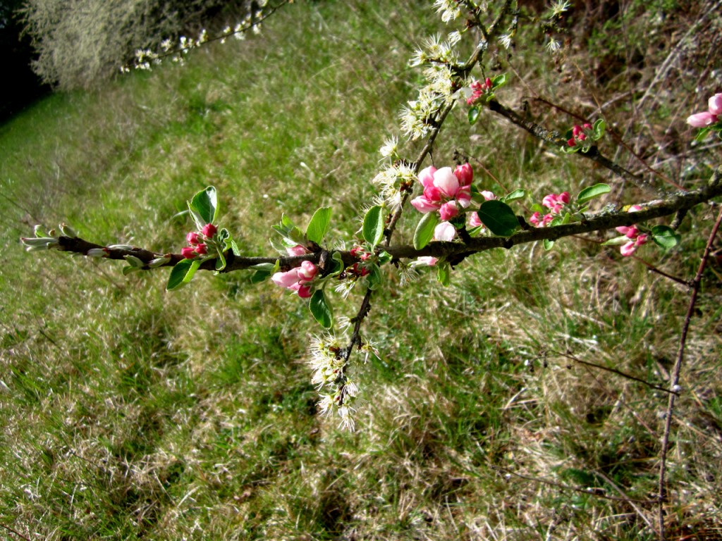 La rose et le réséda – Pikpusseries