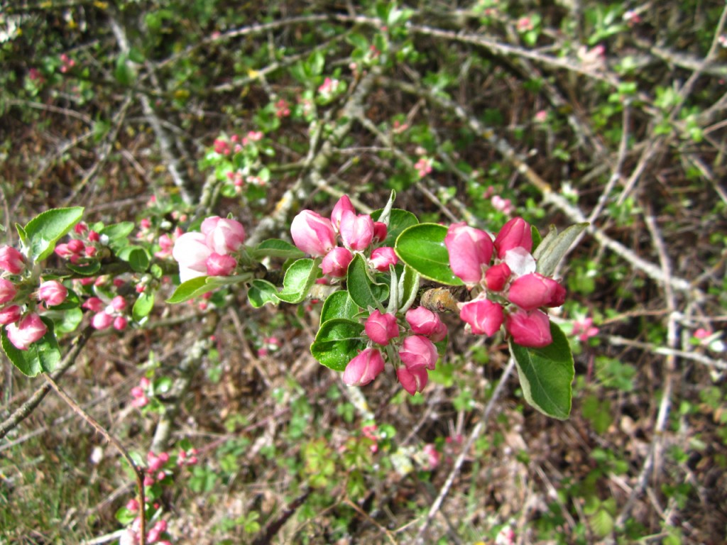 La rose et le réséda – Pikpusseries