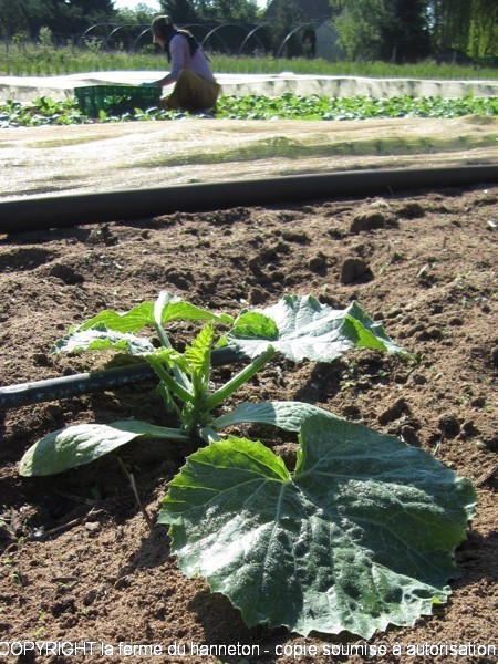 CourgettesPC-2