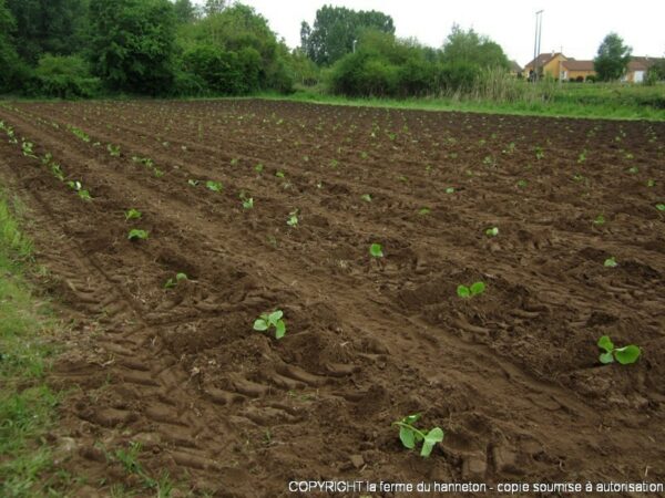 140508-Courge