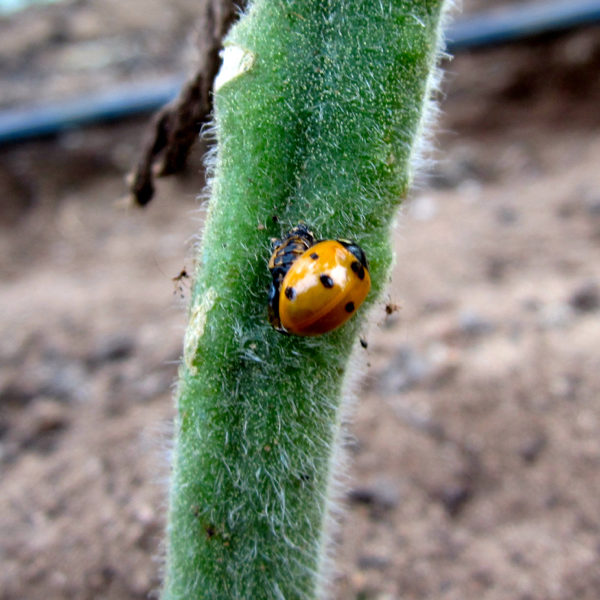 Jaune coccinelle Pikpusseries